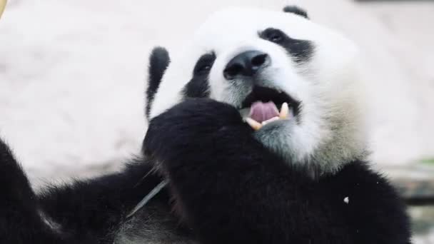 Beyaz arka planda oturup yemek yiyen bir panda. — Stok video