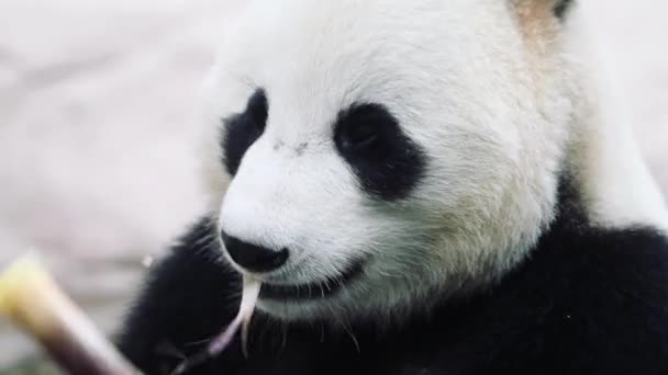 Egy panda medve ül szemben a fehér háttér — Stock videók