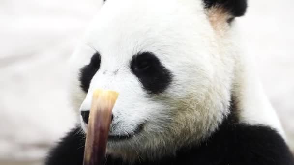 Un oso panda sentado sobre un fondo blanco — Vídeos de Stock