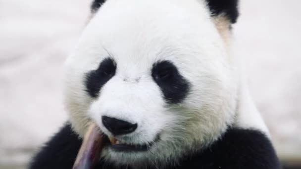 Een panda zittend en etend op een witte achtergrond — Stockvideo