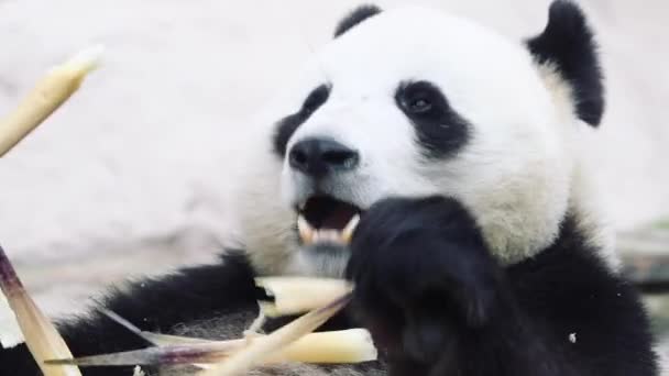 Um urso panda sentado contra um fundo branco — Vídeo de Stock