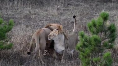 Aslanlar Afrika savanasıyla gurur duyar 