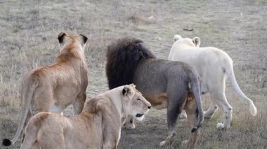 Aslanlar Afrika savanasıyla gurur duyar 