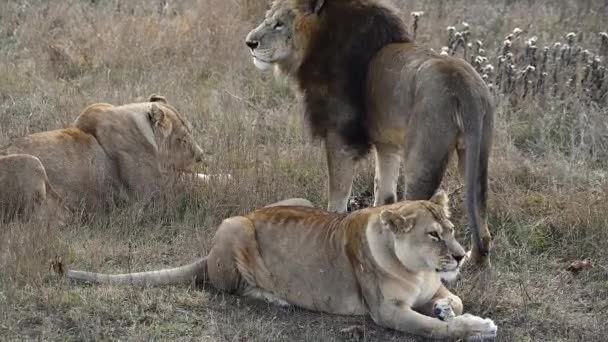 Orgullo de los leones en la sabana africana — Vídeo de stock