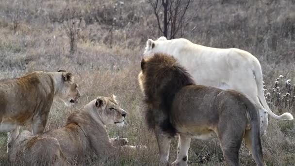 Orgullo de los leones en la sabana africana — Vídeo de stock