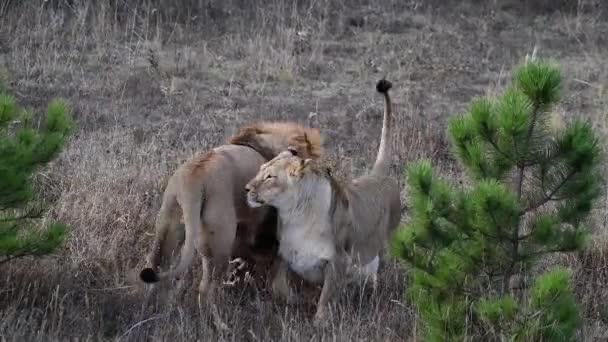 Leeuwen trots op Afrikaanse savanne — Stockvideo