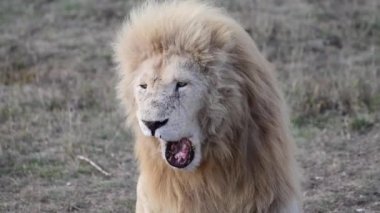 Yalnız Aslan, Afrika savanasındaki gurura bak. 