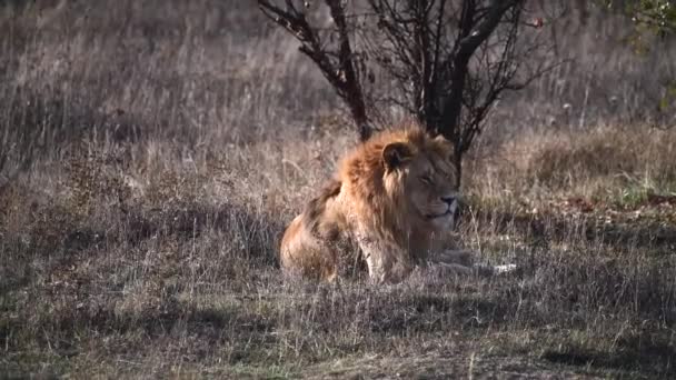 Lonely Lion look at pride in African savannah — Stock Video