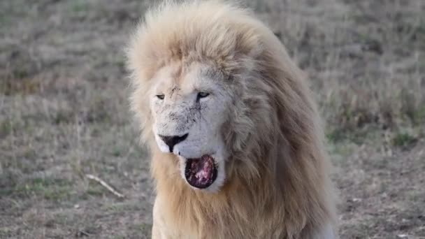 Osamělý lev pohled na hrdost v africké savaně — Stock video