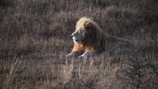 Leão solitário olha para o orgulho na savana africana — Vídeo de Stock