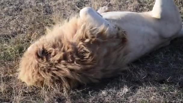 Ausgewachsene Löwen ruhen sich in der afrikanischen Savanne im Morgenlicht aus — Stockvideo