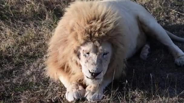 Leone adulto che riposa ai raggi del mattino nella savana africana — Video Stock