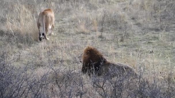Orgullo de los leones en la sabana africana — Vídeos de Stock