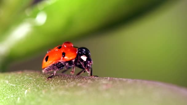 Pequeño mariquita sentado en hoja de hierba contra fondo de la naturaleza — Vídeo de stock