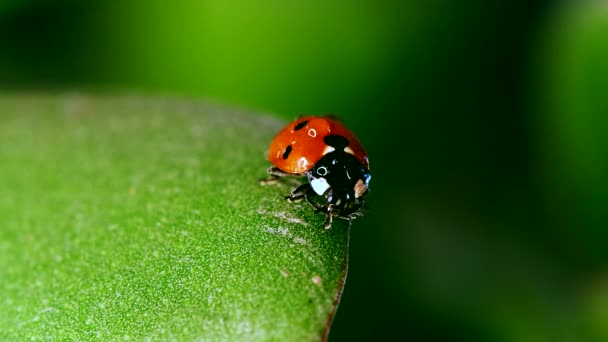 Ladybug sitting on blade of grass against nature background — Stock Video