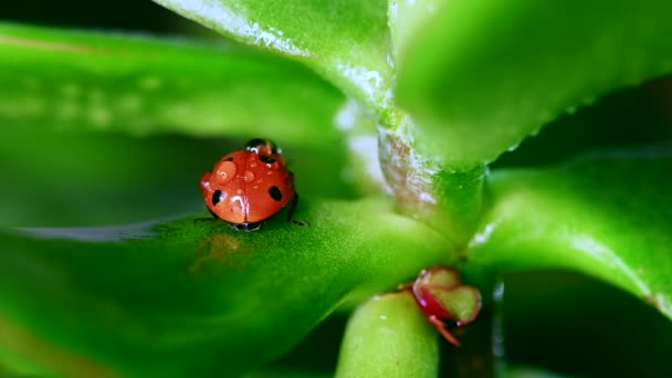 Ladybug, сидящий на траве на фоне природы — стоковое видео