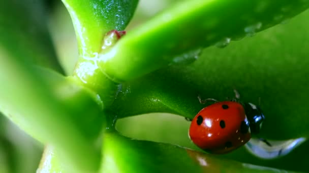 Rode lieveheersbeestje drinkwater op grassprietje tegen natuur achtergrond — Stockvideo