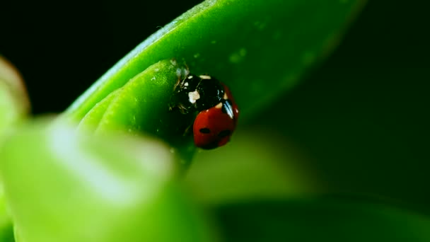 Coccinelle ramper sur un brin d'herbe après la pluie — Video