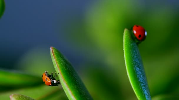 Par de mariquita roja gatear en la hoja de hierba contra el fondo de la naturaleza — Vídeos de Stock