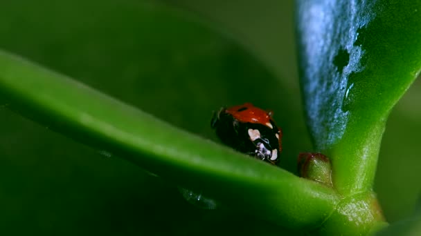 Lieveheersbeestje op grassprietje tegen wazige achtergrond — Stockvideo