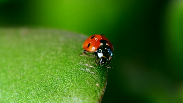 Ladybug sitting on blade of grass against nature background — Stock Video