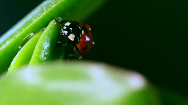 Bulanık arka planda çimenlerin üzerinde oturan küçük uğur böceği — Stok video