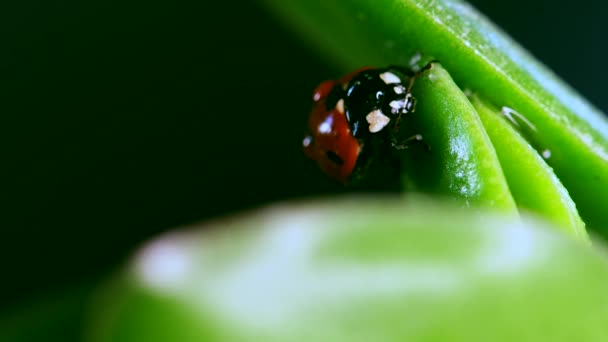 Coccinelle ramper sur un brin d'herbe après la pluie — Video