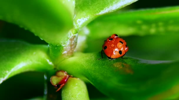 Coccinella su lama di erba contro natura sfondo — Video Stock