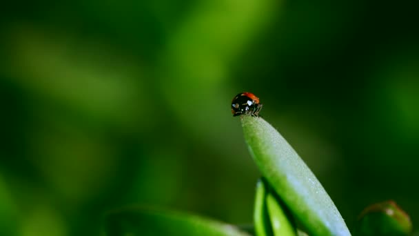 Small ladybug siting on blade of grass agaisnt blurred background — Stock Video