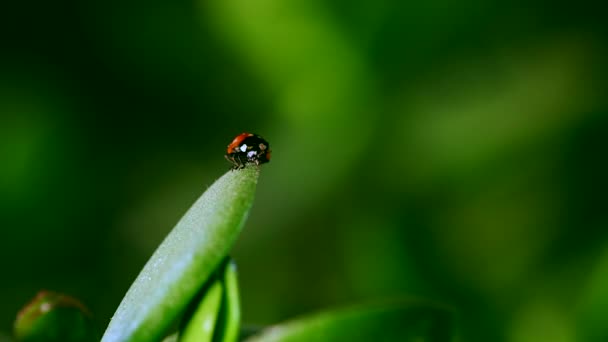 Ladybug crawl on blade of grass after rain — Stock Video