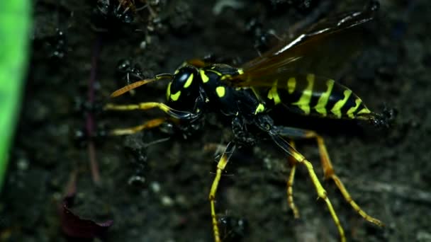 Ant drag killed wasp to ant hill, wildlife macro on natural background — Stock Video