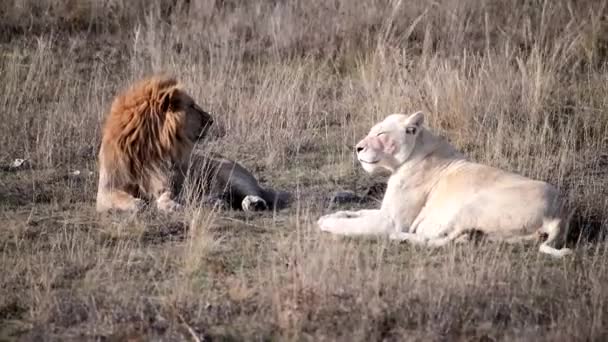 사자들은 아프리카 의대 초원을 자랑 한다 — 비디오