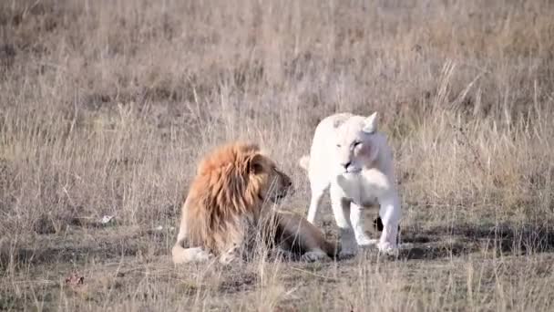 Albínští lvi hrdí na africkou savanu — Stock video