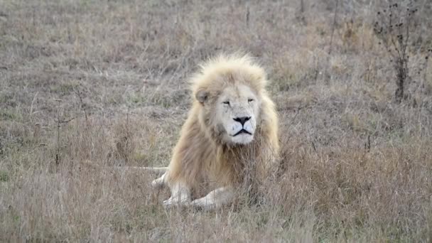 Vuxen man Lejon i stolthet på afrikansk savann — Stockvideo