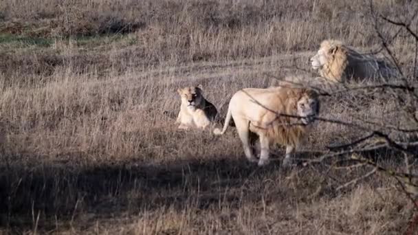 Lejon är stolta över afrikansk savann — Stockvideo