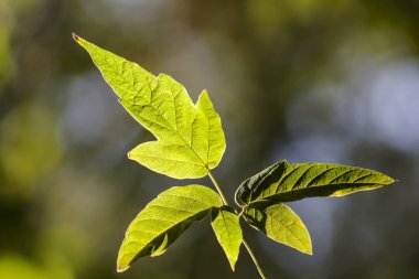 Güneşli bir günde güzel yapraklar