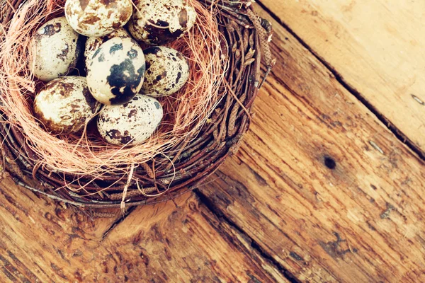 Qual yumurta yuvada — Stok fotoğraf