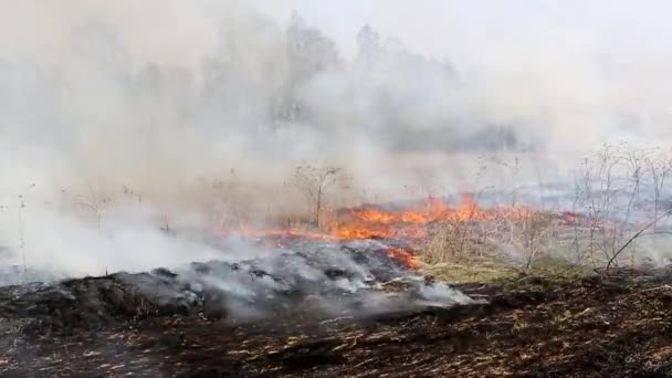 Incendie dans le champ près de la maison 