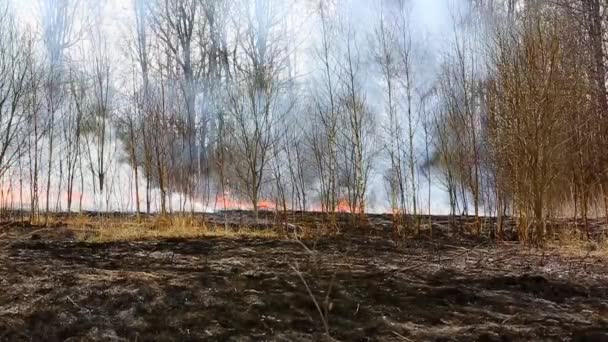 Лесной пожар в поле рядом с домом — стоковое видео