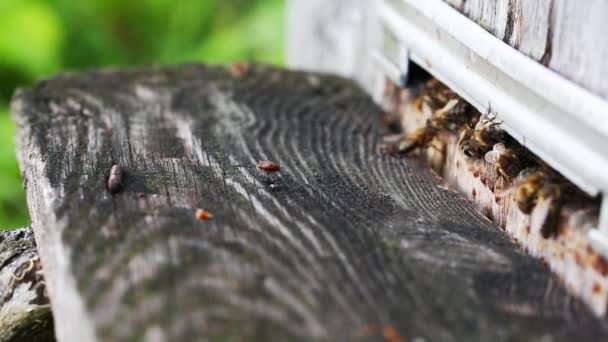 Arılar arı kovanı üzerinde çalışıyor, makro — Stok video