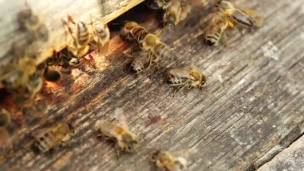 Abelhas trabalhando em colmeia, macro — Vídeo de Stock