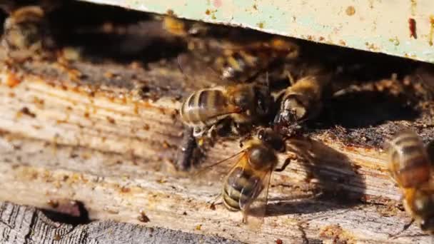Bees working on beehive, macro — Stock Video