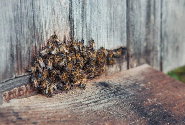 Honigbiene im Eingang eines Holzbienenstocks am Abend — Stockfoto