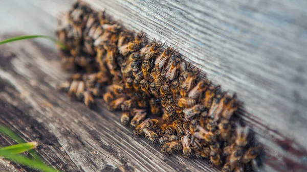 Honingbij in de ingang van een houten bijenkorf in de avond — Stockfoto