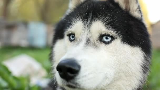 Nahaufnahme eines Hundes im Gesicht. Ein sibirischer Husky mit blauen Augen blickt direkt in die Kamera — Stockvideo