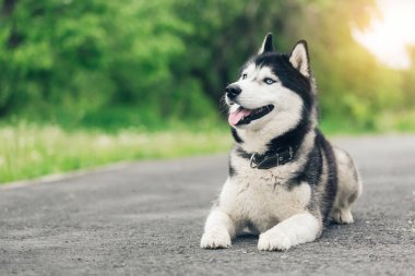 Gün batımında elinde fotokopi aletiyle parkta yatan sevimli Sibirya Husky köpeğinin portresi. Siyah-beyaz, mavi gözlü Sibirya köpeği.