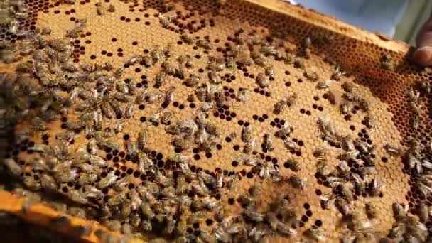 Vista de perto da colônia de abelhas rastejando na moldura da colmeia com mel de favo de mel. Conceito de apiário, colmeia e apicultura — Vídeo de Stock