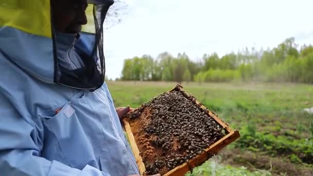 Bijenhouder op de bijenstal. De imker werkt met bijen en bijenkorven op de bijenstal. De imker houdt het frame in handen en controleert het.. — Stockvideo