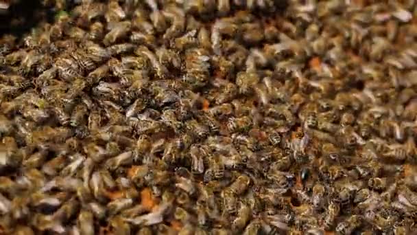 Vista de cerca de la colonia de abejas arrastrándose sobre el marco de la colmena con miel de panal. Concepto de apicultura, colmena y apicultura — Vídeo de stock
