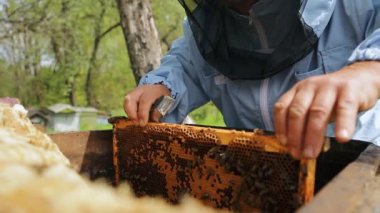Arı yetiştiricisi arıda. Arı yetiştiricisi arılarla ve arı kovanlarıyla çalışıyor. Arı yetiştiricisi, arı kovanındaki arılarla çerçeveyi indirir ve ellerini tutar..